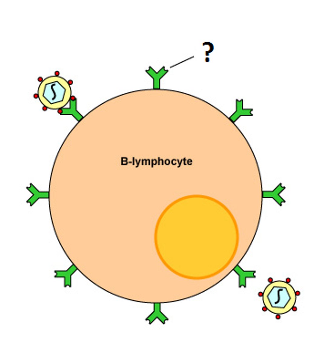 <p>antibodly that stays bound to B cells (used as a B cell receptor)</p>