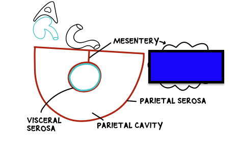 <p>mesentery</p>