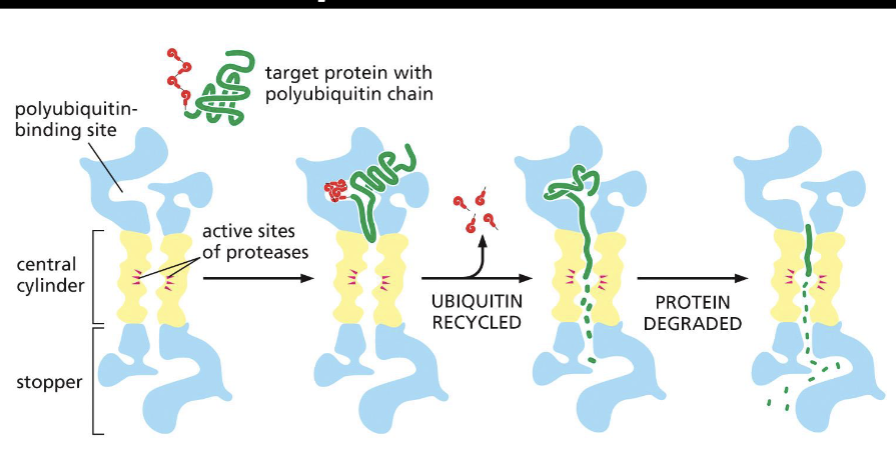 <p>These proteins are degraded by the proteasome</p><p>ubiquity molecules are cleaved off before protein destruction by the proteasome so they can be reused.</p><p>Proteins are rapidly degraded inside the proteasome into small 3-25 amino acid polypeptides.</p>