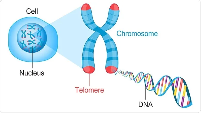 <p>Each time the cell divides, ____—tiny caps of DNA located at both ends of the chromosomes —become shorter. Shorter telomeres may protect the cell from common mutations that occur with repeated divisions, but they also reduce the cell’s capacity to </p>
