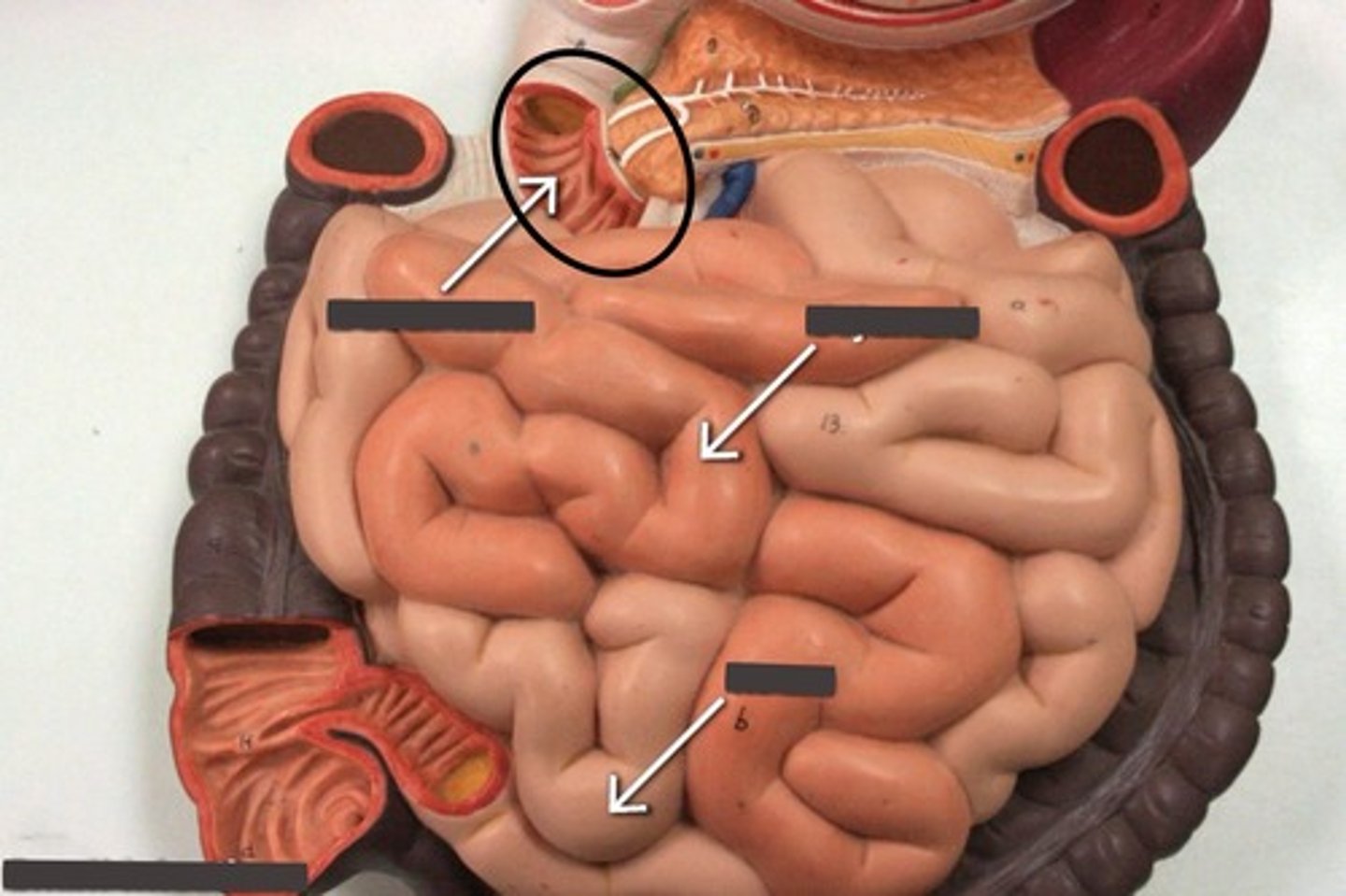 <p>Region after stomach</p>