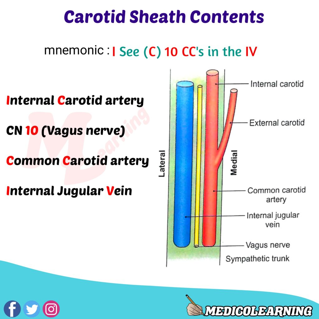 <p>Vagina carotica in the neck contains:</p><p>A. <strong>A. carotis communis (interna)</strong></p><p>B. <strong>v. jugularis interna</strong></p><p>C. <strong>n. vagus</strong></p>