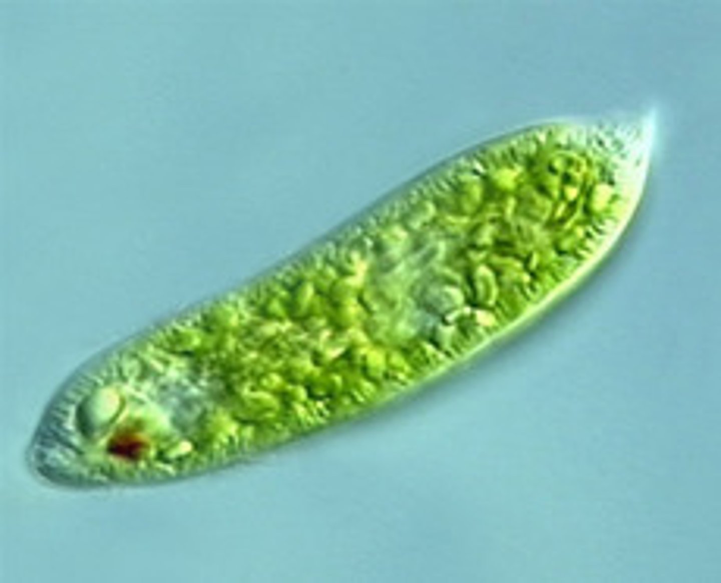 <p>mostly freshwater, flagellated, unicellular protist that moves by an anterior flagellum and is usually photosynthetic; Euglena sp.</p>