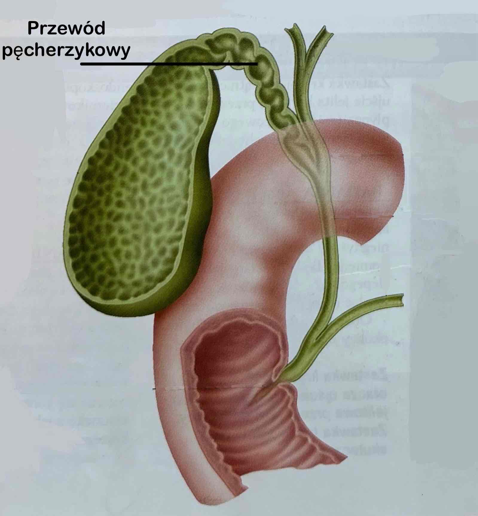 <p>Przewód pęcherzykowy (z opisem)</p>