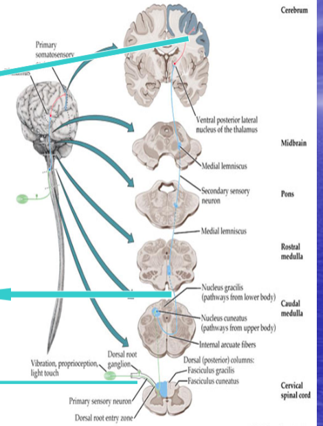 <p>Describe the discriminative touch system (Dorsal column/Medial lemniscus).</p>