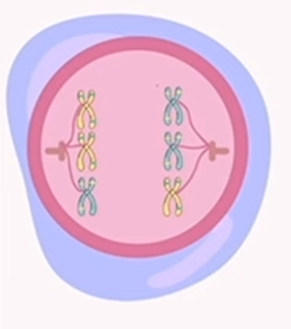 <p>meiosis: anaphase 1</p>