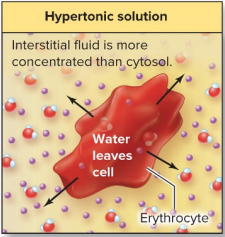 <p>Water leaves cell —&gt; shrinking (crenation)</p>