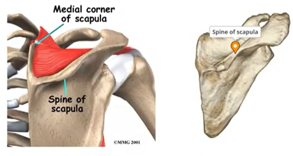 <p>spine</p>