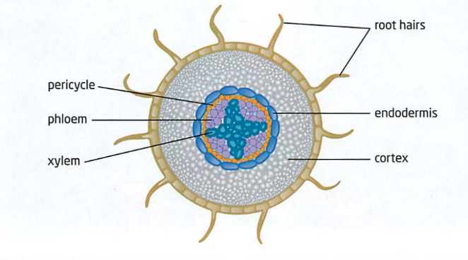 <ul><li><p>Anchors the plant to the ground so it can collect and transport water/nutrients from the soil</p></li><li><p>Plant’s storage area</p></li></ul><p></p><ul><li><p>Root hairs: site for water and mineral absorption. </p></li><li><p>Cortex cells: stores starch, no chlorophyll</p></li><li><p>Endodermis: controls transport between cortex and vascular tissues.</p></li><li><p>Pericycle: layer of tissue that surrounds xylem and phloem</p></li><li><p> </p></li></ul><p>Tissues: all 4</p>