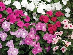 <p><em>Catharanthus roseus </em>- annual, may be prostrate, 3 in tall, 18-24in wide, or 8-18 in tall, full sun, tolerate semi shade, bedding, annual groundcover, native to Madagascar and India</p>