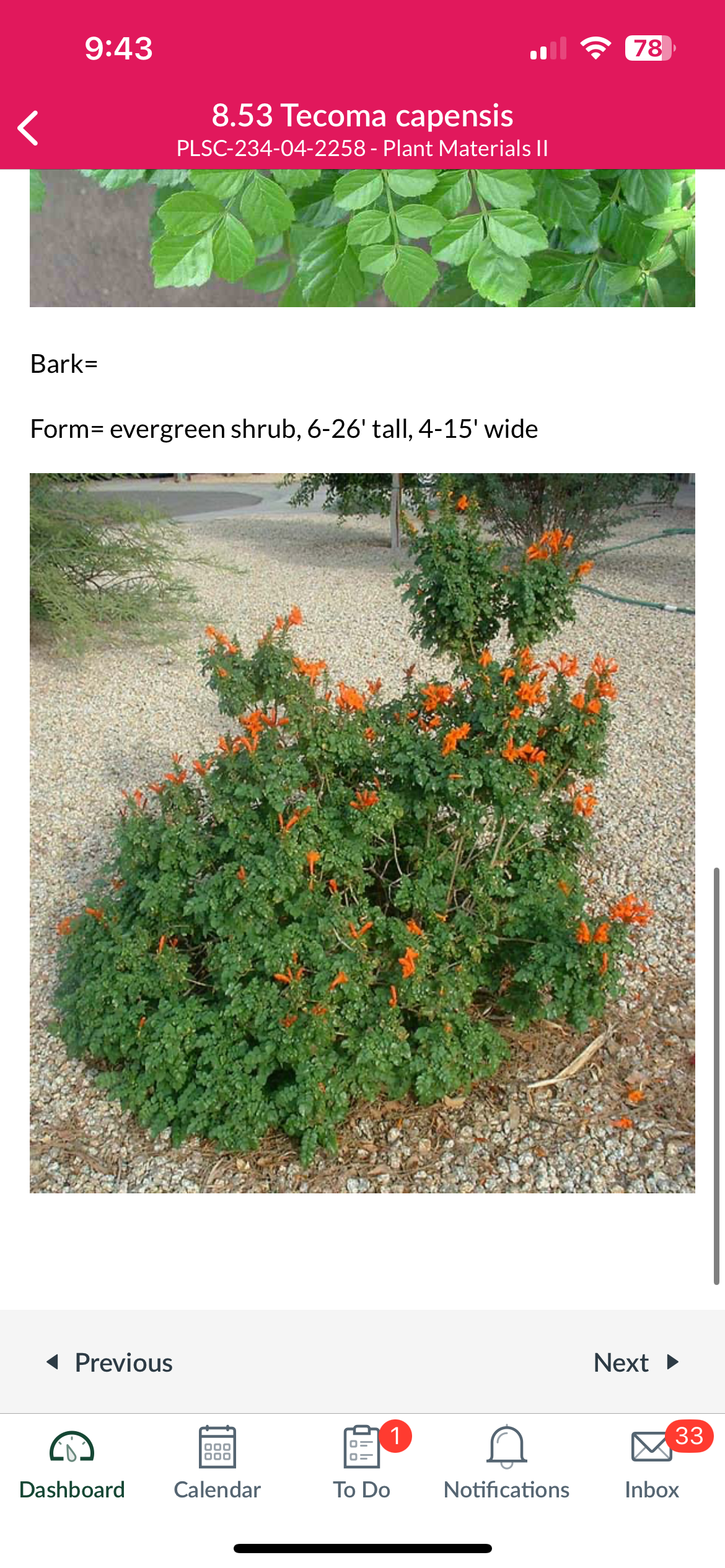 <p>Cape honeysuckle </p>