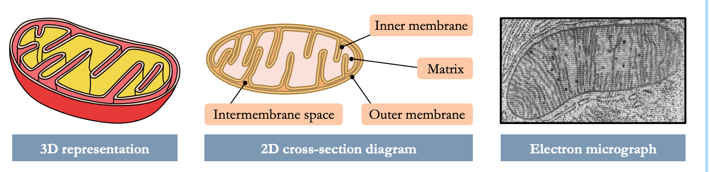 Mitochondria
