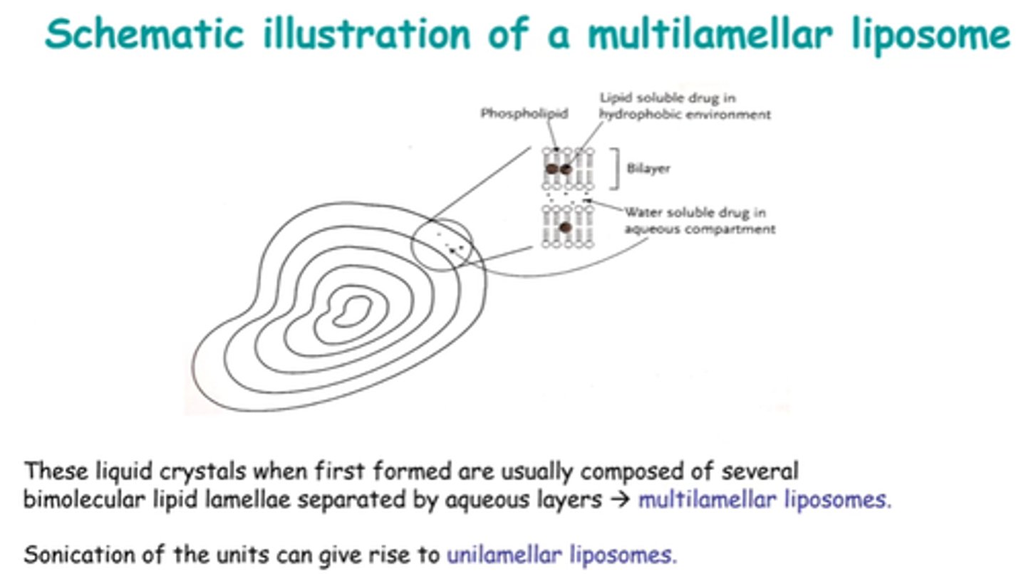 <p>Multilamellar or unilamellar.</p><p>Eg uni - only 1 bilayer surrounds an aq core.</p>