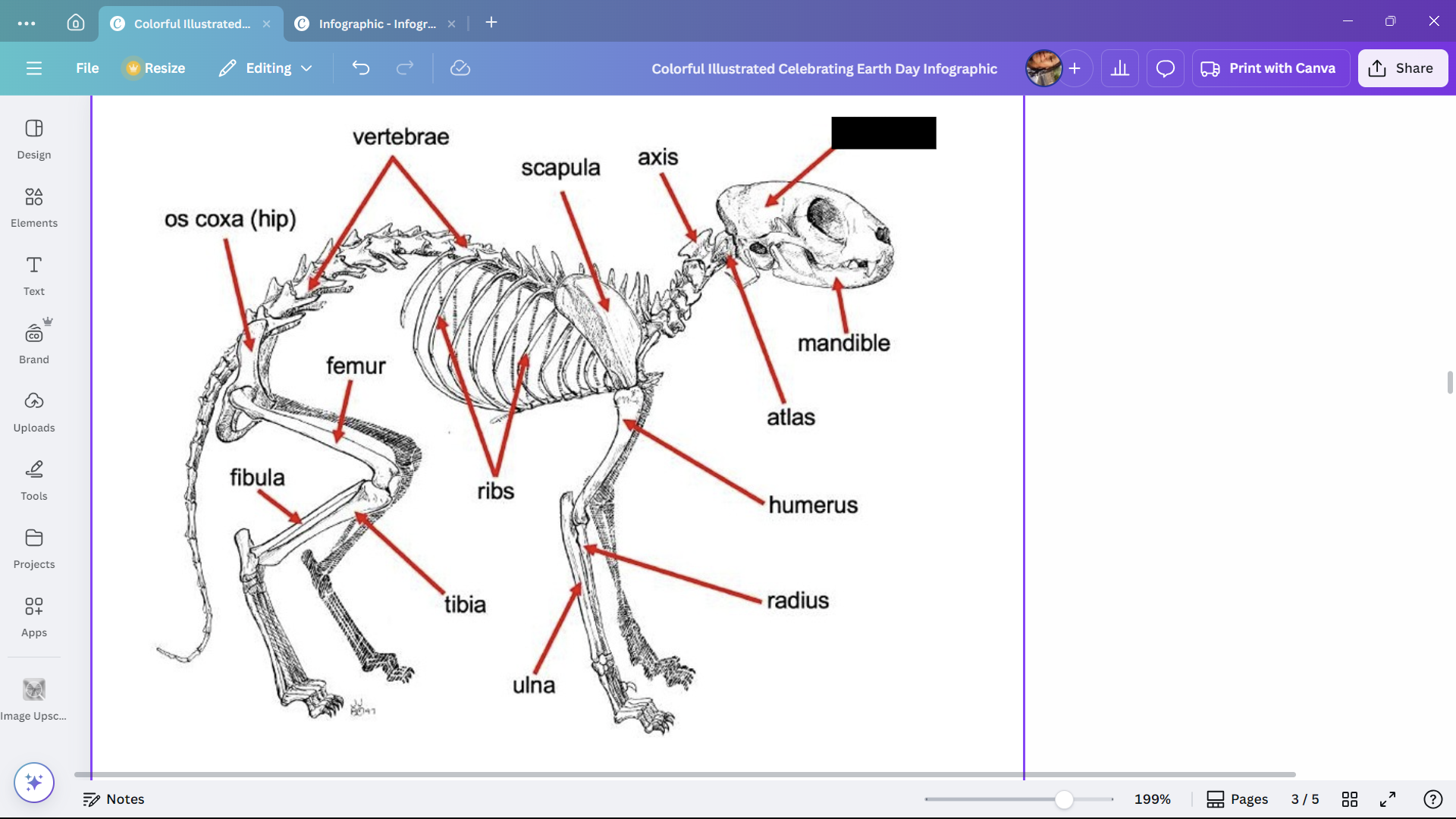 <p>Skeletal structure found in the head region of a cat.</p>