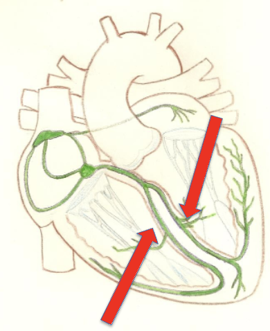 Located along the left and right sides of the interventricular septum, these branches receive signals from the AV bundle and send them to the apex of the heart.