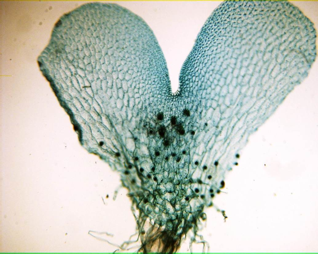 <p>1n sperm + 1n egg = 2n sporophyte </p>