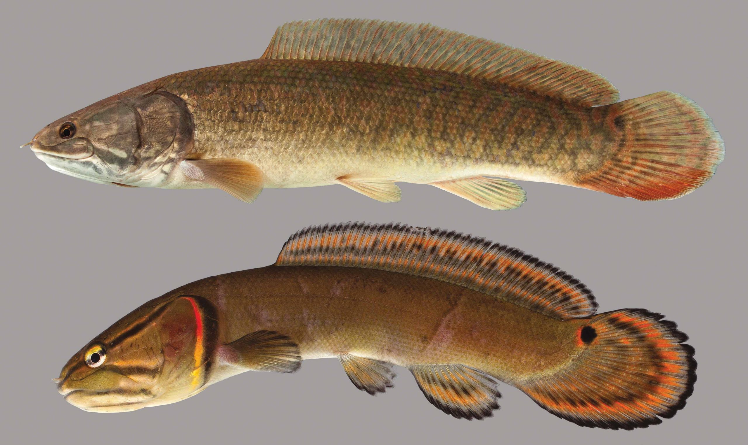 <p>Amiidae (Bowfin)</p>