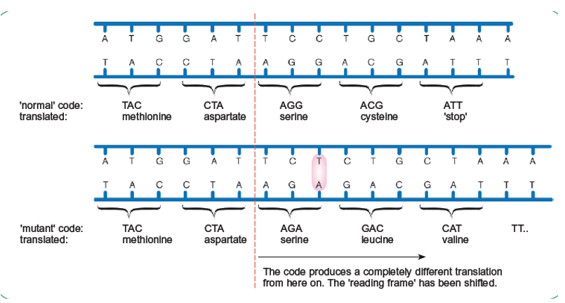 <p>-an insertion / deletion will cause frame shift</p><p>-this shifts the reading frame so all triplets downstream of the mutation will be different </p><p>-the protein will have a different sequence of amino acids (downstream of the mutation)</p><p>-the tertiary structure will be different</p>