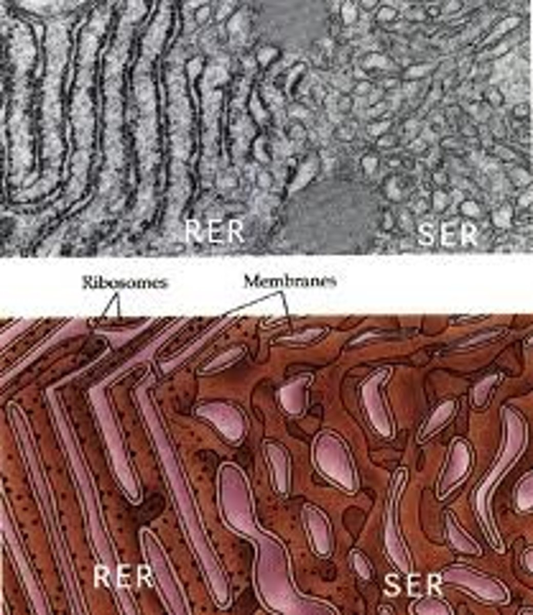 <p>Cell organelle responsible for attachment of receptors on cell membrane proteins, synthesizing lipids and steroids, metabolizing carbohydrates and steroids (but not lipids) and regulating calcium concentration and drug metabolism.</p>
