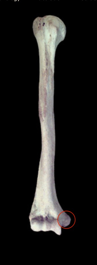 <p>What structure is this?</p>