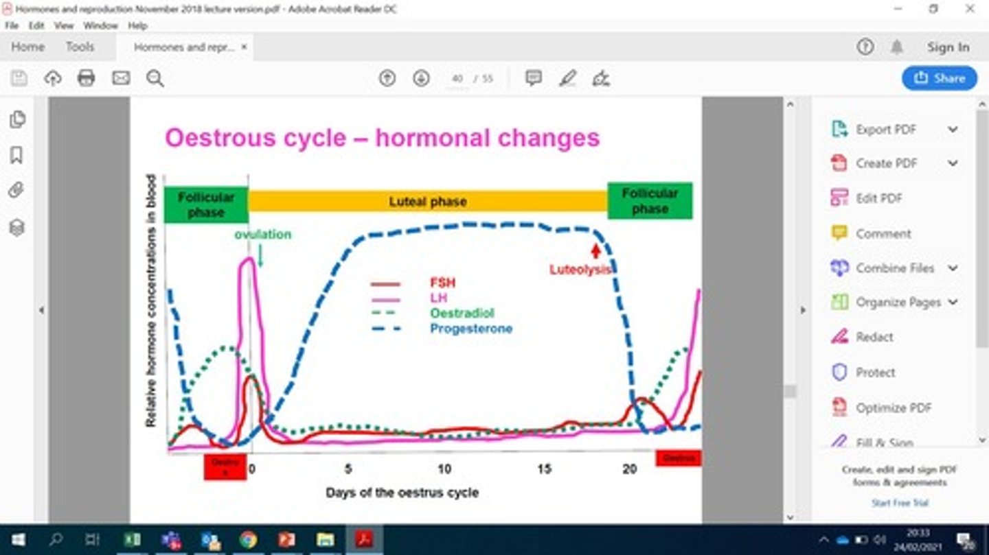 <p>Hormone that maintains pregnancy and regulates menstrual cycle.</p>