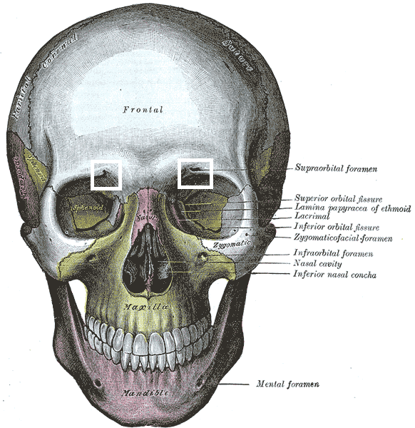 <p>part of frontal bone</p>