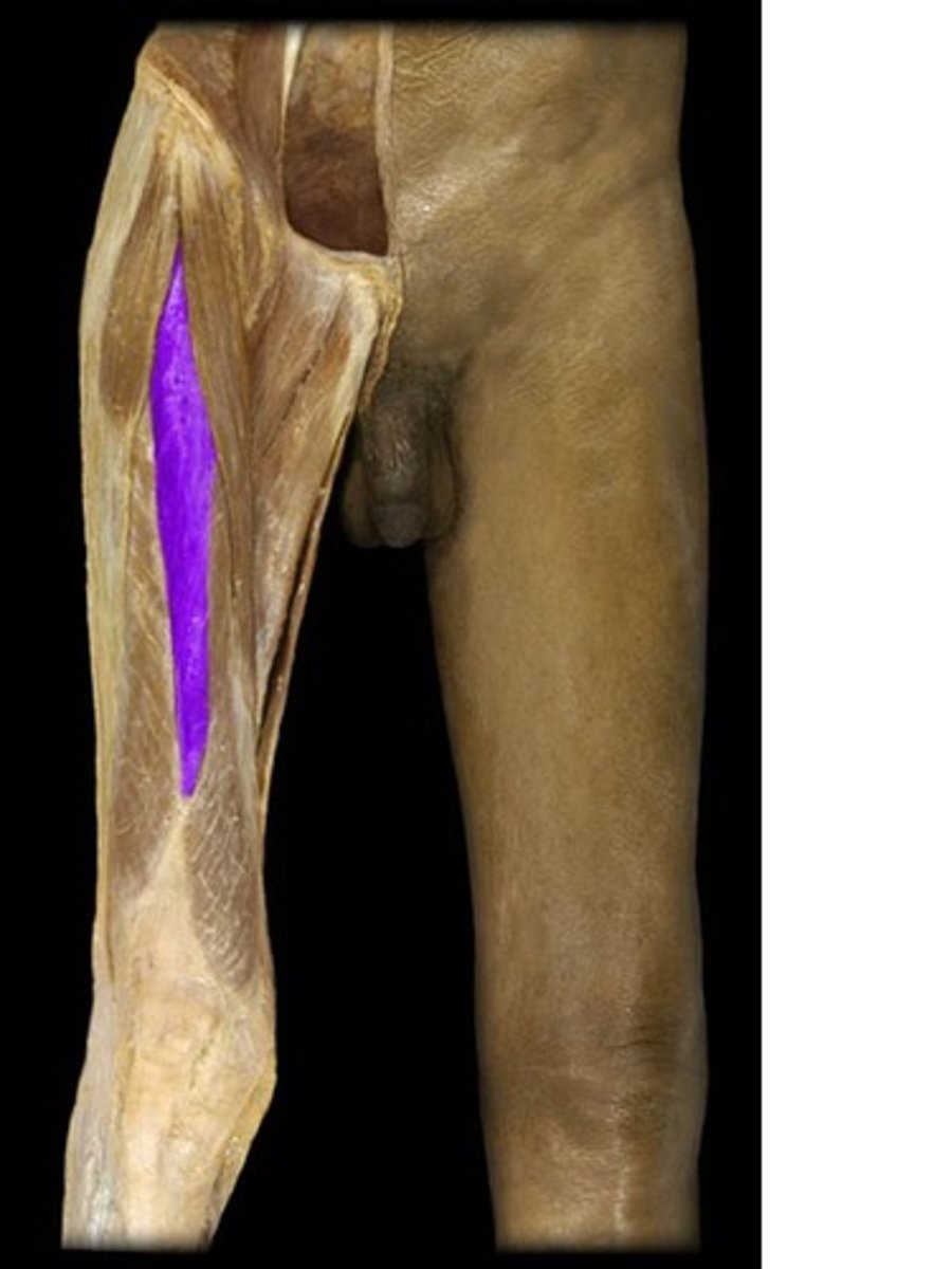 <p>on top, longest squad</p><p>anterior</p><p>(knee/leg) (Quadriceps)</p>