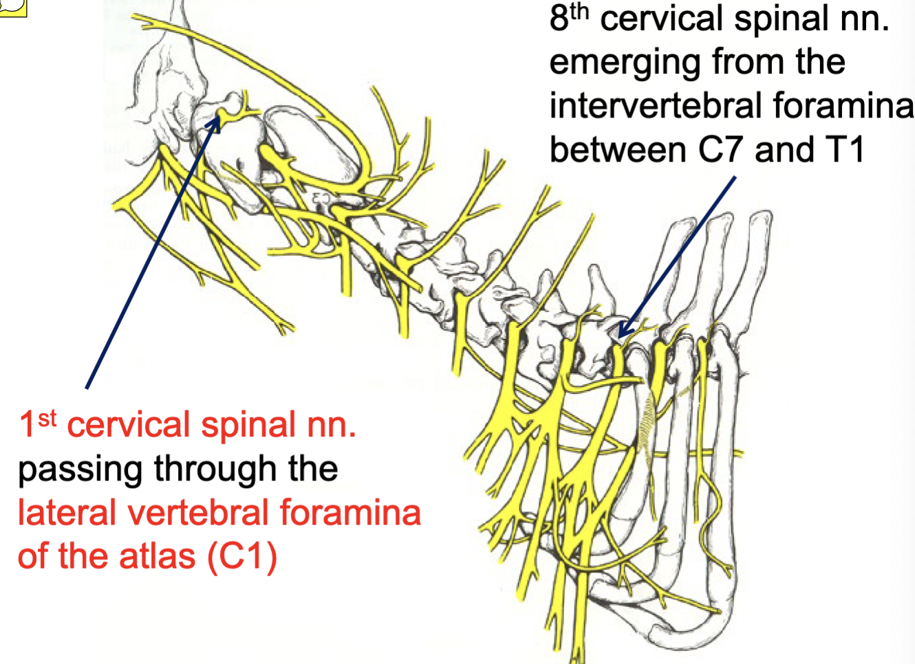 <p>emerging from the intervertebral foramina b/w C7 &amp; T1</p>