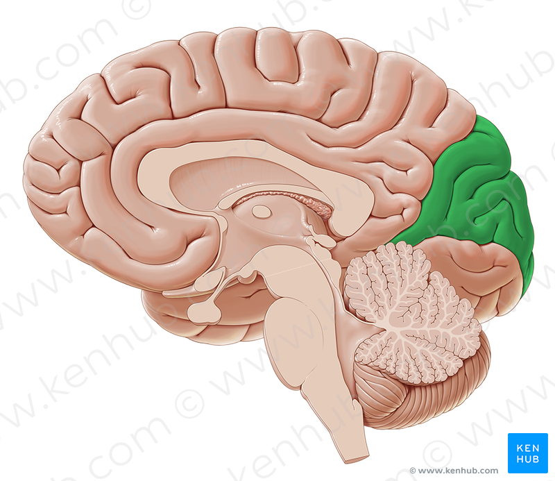 <p>identify the structure</p>