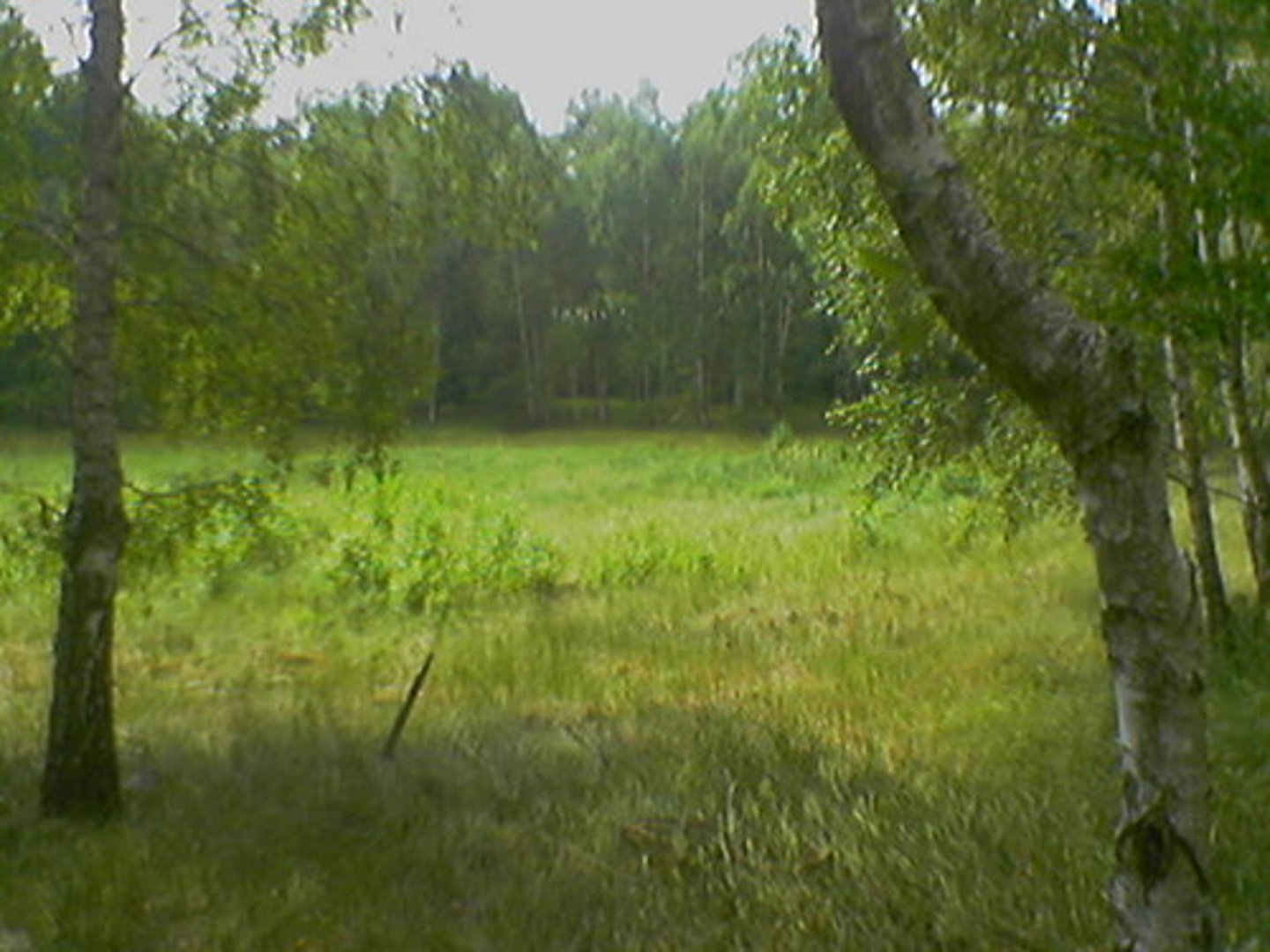 <p>галявина</p>
