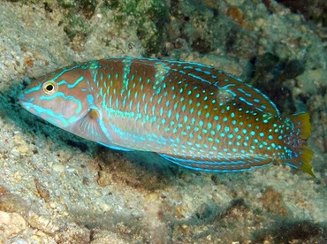 <p>The body is a greenish or olive</p><p>darker above than below</p><p>has large blue spots on the sides</p><p>head is orangish above nad blue below</p><p>has dark stripe swith spots radiating from eye to nape and opercule</p><p>pectoral fin has a dark spot at upper base</p>