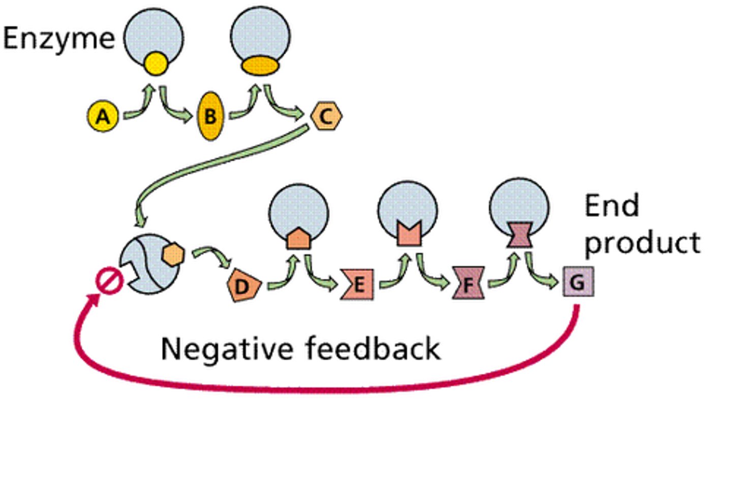 <p>a sequence of chemical reactions undergone by a compound in a living organism, start with substrate end with product</p>