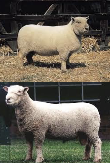 <p>Southdown</p>