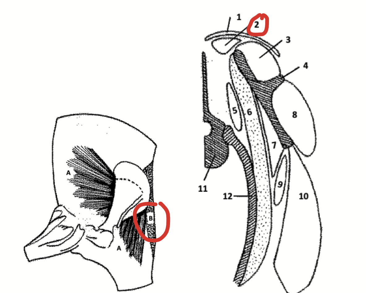 <p>Shoulder muscle ventral to the trapezius.</p><p>Figuratively, if one were to stab a standing animal between its shoulder blades, the knife would pass through the trapezius first and then through this muscle.</p>