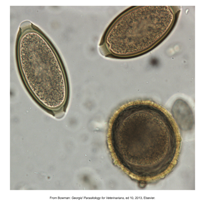 <p>Raccoon roundworm</p><ul><li><p>Found: North America (MS-OH basin)</p></li><li><p>Affects: Raccoon host but can parasitize many species</p></li><li><p>Cause of infection: Ingestion of eggs</p></li><li><p>Egg similar to T. canis but slightly smaller​</p></li><li><p>Symptoms: Can cause bowel obstruction in raccoon or dog​</p></li><li><p>Zoonotic infection can lead to neurologic larva migrans</p></li></ul><p></p>