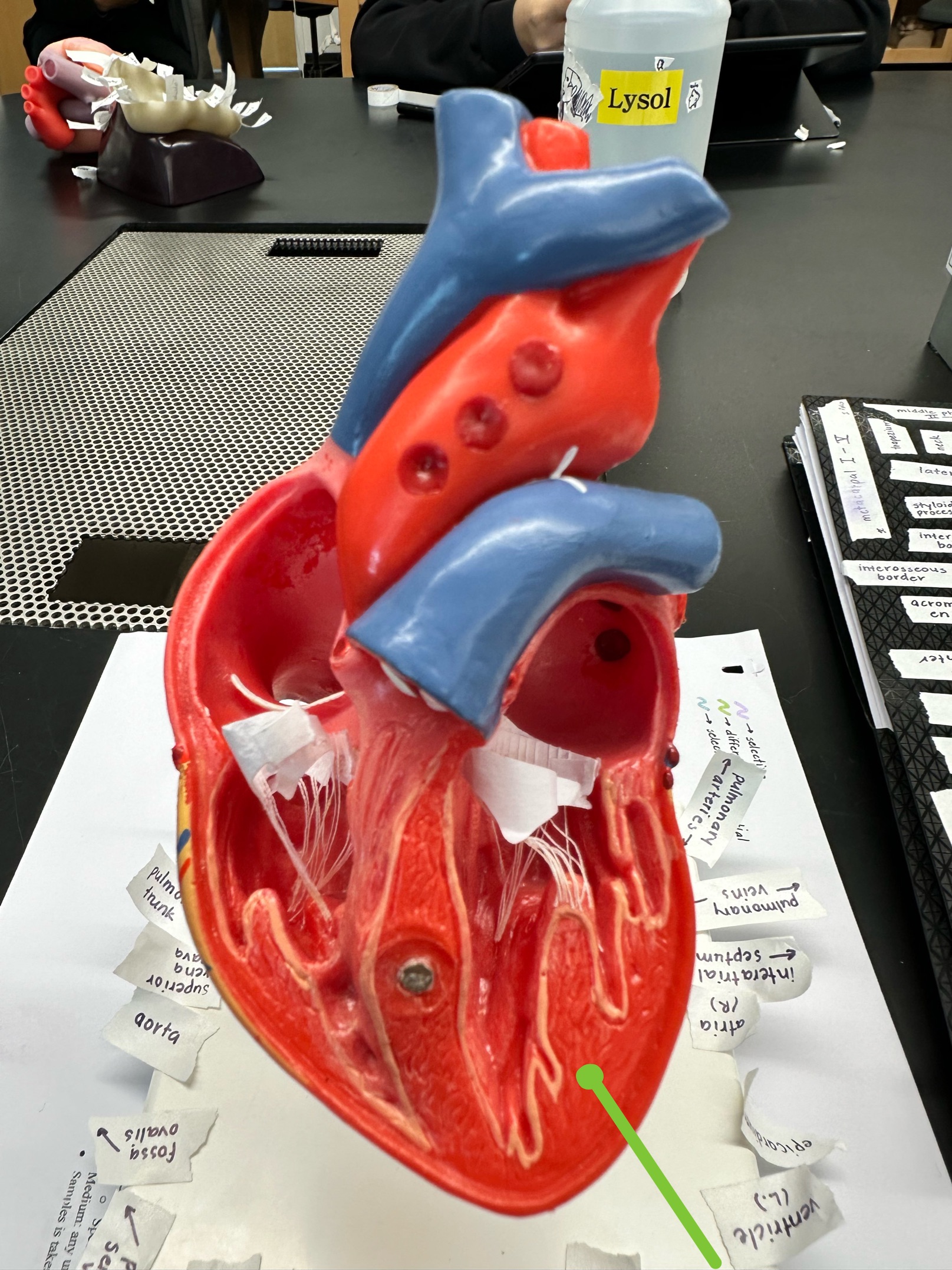 <p>ID heart layer</p>