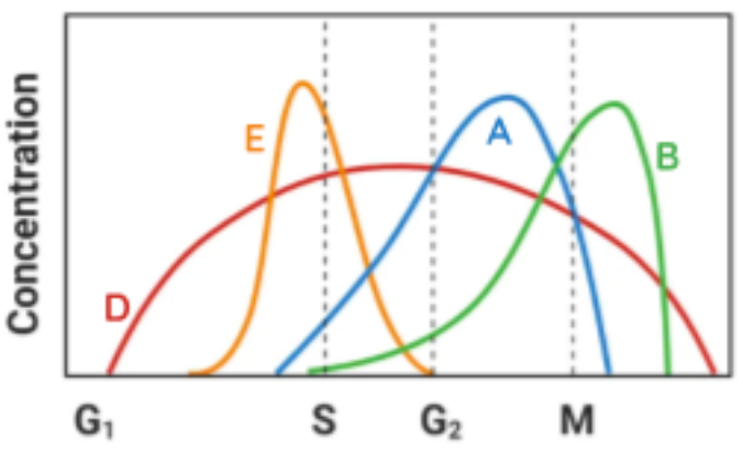 <p>cyclin-dependent kinases (CDKs - kinase proteins which phosphorylate necessary proteins when cyclins bind to them) control microtubule formation and chromatid alignment: </p><p>D → influenced by growth-regulating signals, coordinates cell growth + start new cycle </p><p>E → starts the initial process of DNA replication, promotes centrosome duplication </p><p>A → induces DNA replication, promotes early events in mitosis </p><p>B → influences the formation of mitotic spindles and alignment of sister chromatids</p>