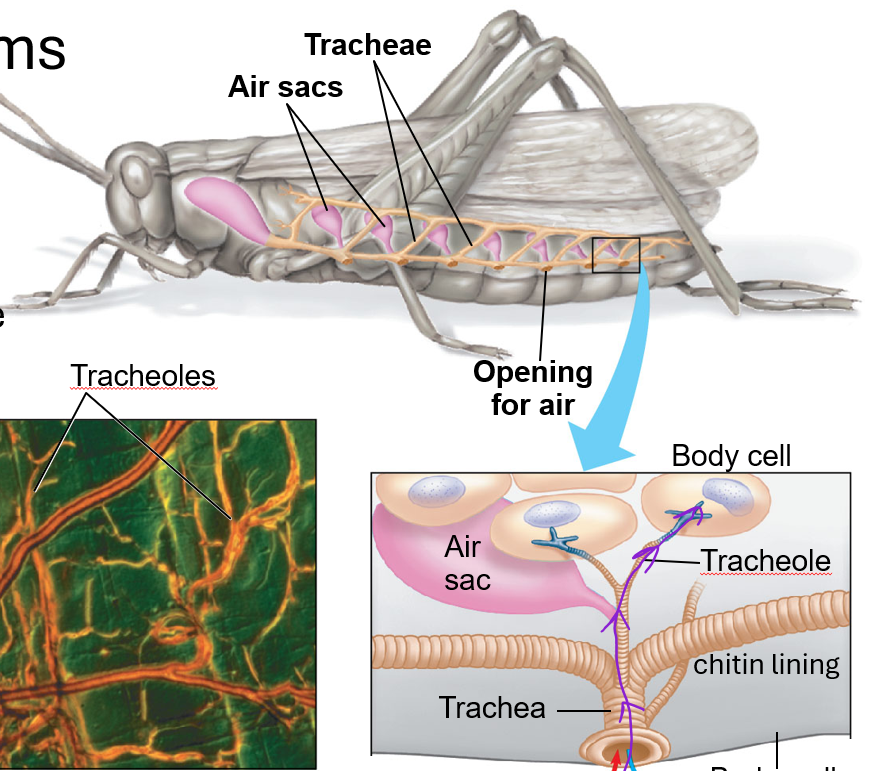 <p>spiracles(control airflow and prevent water loss), tracheae(tubes that branch from spiracles, strengthened with chitin rings, they carry air deep inside the body), tracheoles(thin walled tubes that branch from tracheae, reach individual cells, site of gas exchange is the tips), and air sacs(expandable regions, reduce body density for flight and aid ventilation)</p>