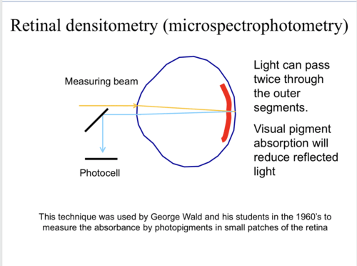 <p>With retinal densitometry, visual pigment absorption will _____ reflected light</p>
