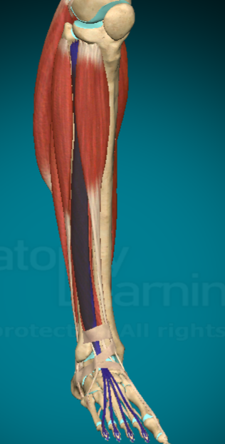 <p>What is this muscle and where are the attachment points?</p>