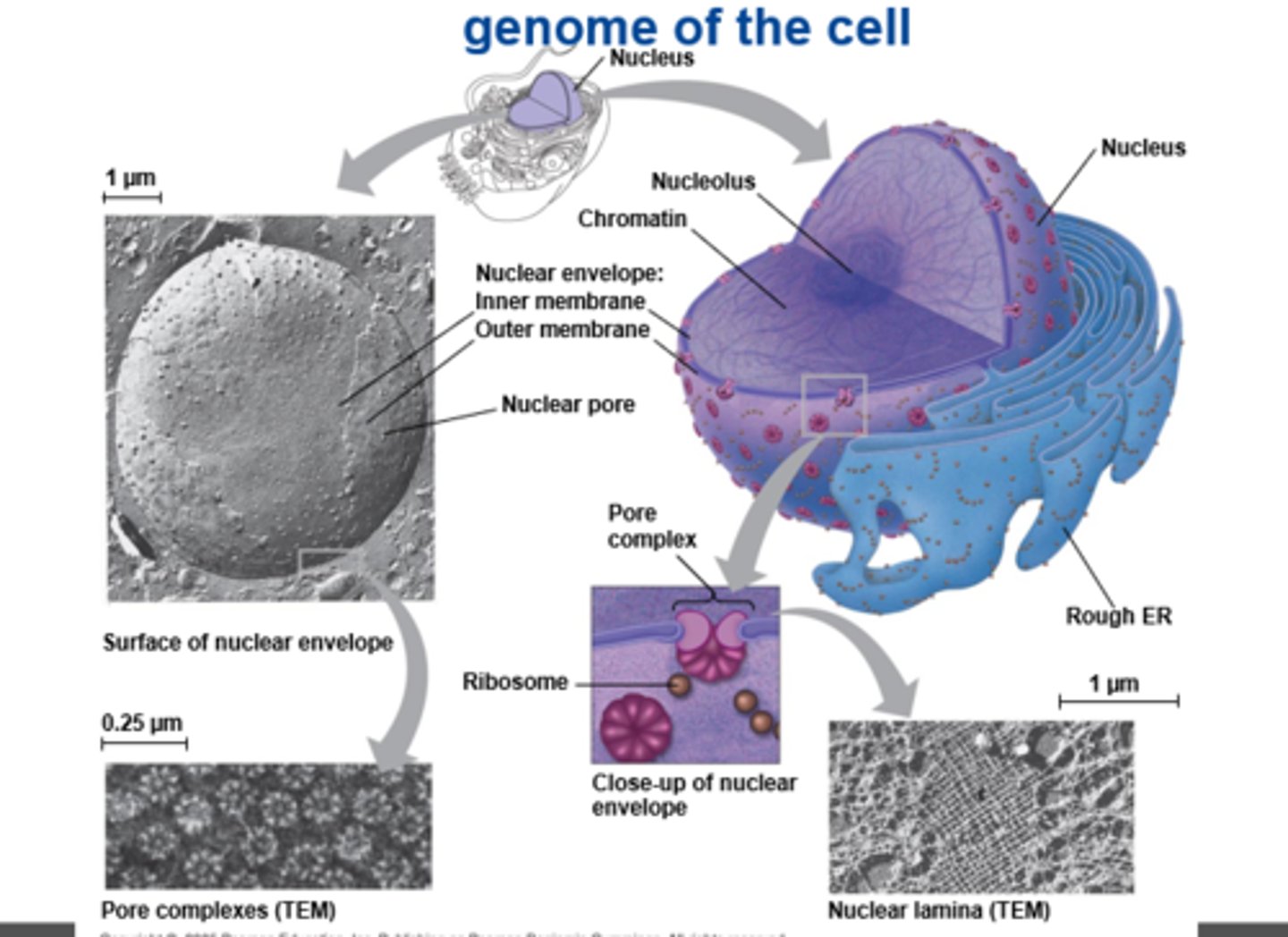 <p>nucleus; conspicuous</p>