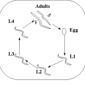 <p>zygotes coated- cysts</p><p>released as cysts</p><p>protostomes</p><p>cleavage holoblastic + unequal (neither radial or spiral, highly deterministic) </p><p>stereoblastula</p><p>gastrulation by epiboly and ingression</p><p>Eutely experiment→ C. elegans 959 cells</p><p>direct development</p><p>four juvenile stages : L1/L2- rhabditiform “larva”, L3- filaiform “larva”, L4- no name. </p><p>“duar”- rest, hiberation</p>