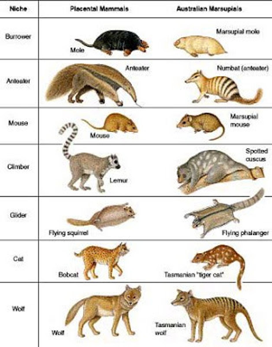 <p>Occurs when two species sharing a common ancestor evolve in similar ways due to analogous selection pressures.</p>