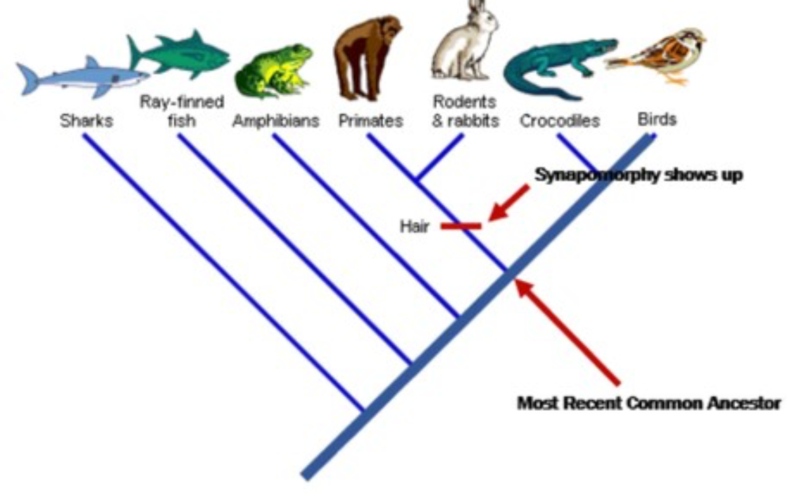 Synapomorphy
