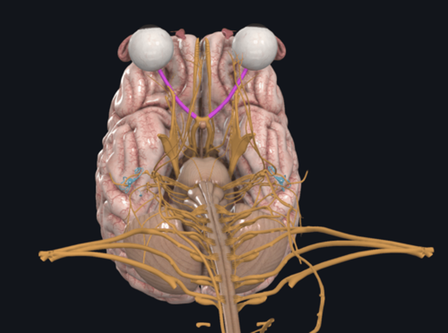 <p>- 2nd cranial nerve</p><p><strong>- visual acuity</strong></p><p>- sensory</p>