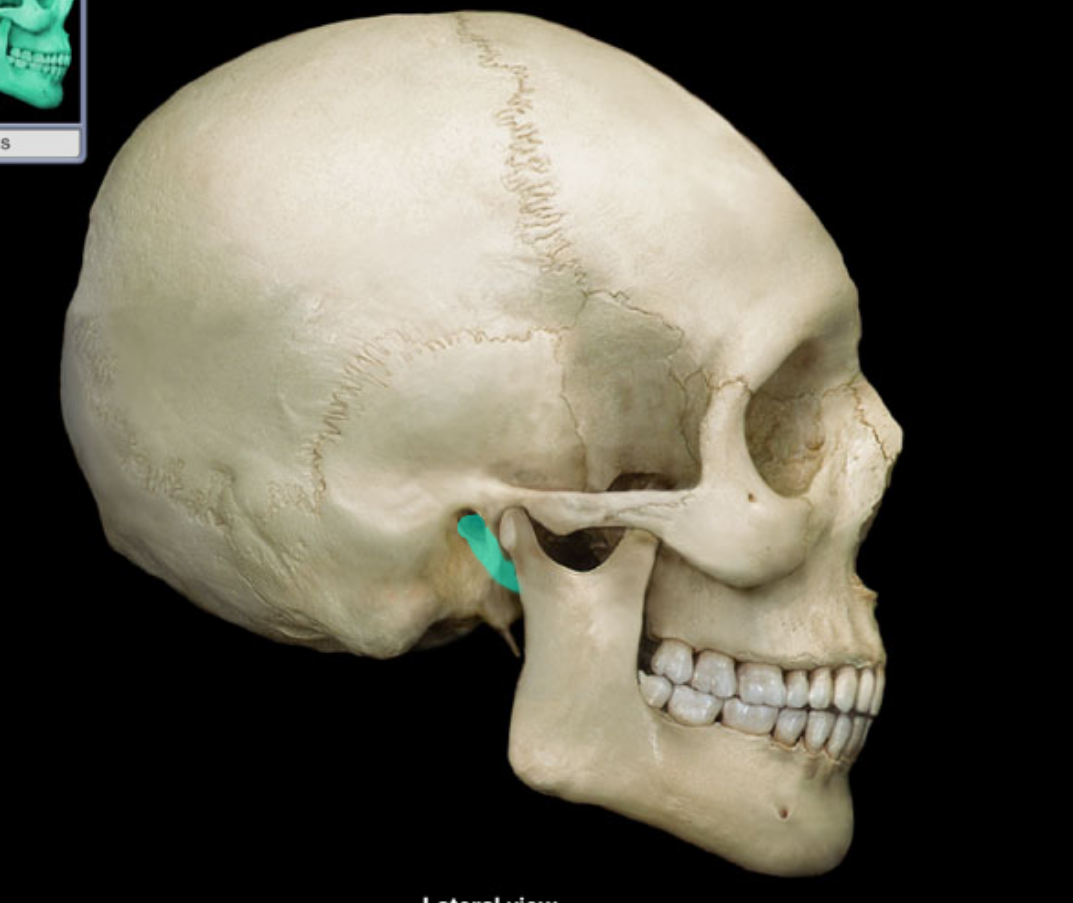 <p>what part of the skull is highlighted </p>