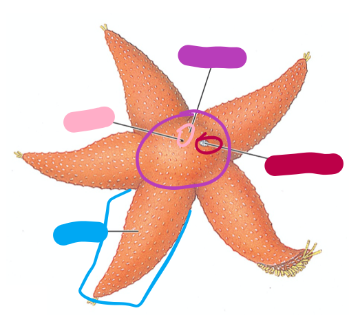 <p>Asteroidia aboral surface diagram</p>