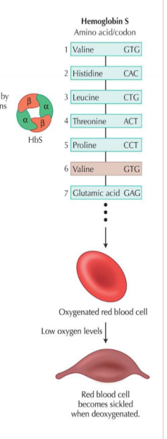 <p>autosomal recessive condition, heterozygous more resistant to malaria so more common in people from where malaria occurs </p>