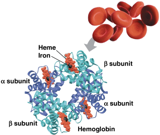 <p>multiple polypeptide chains form macromolecule </p><p>collagen- fibrous protein made up of three polypeptides coiled like a rope </p><p>hemoglobin- globular protein made up of alpha and beta subunits </p>