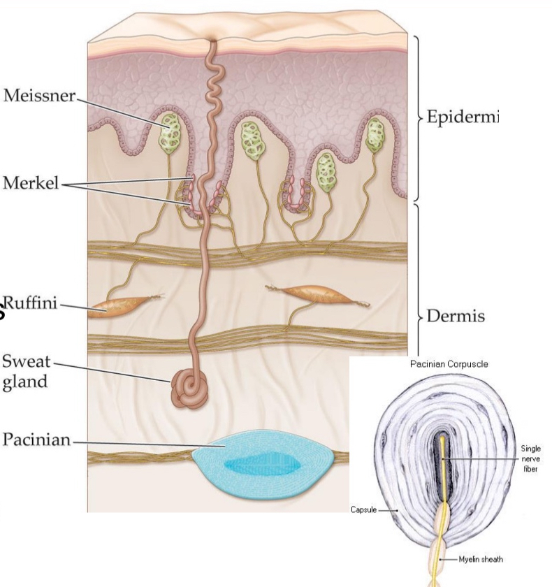 <ul><li><p>Embedded in outer layer (epidermis) and underlying layer (dermis)</p></li><li><p>Multiple types of touch receptors</p><ul><li><p>Mechanoreceptors</p></li><li><p>Meissner corpuscles</p></li><li><p>Merkel cell neurite complexes</p></li><li><p>Ruffini endings</p></li><li><p>Pacinian corpuscles</p></li></ul></li></ul><p></p>